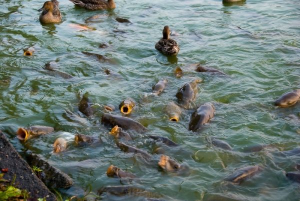  Wenn Karpfen ausgewogen und nahrhaft ernährt werden, ist es in 9 Monaten ziemlich realistisch, ein halbes Kilogramm Fisch anzubauen.