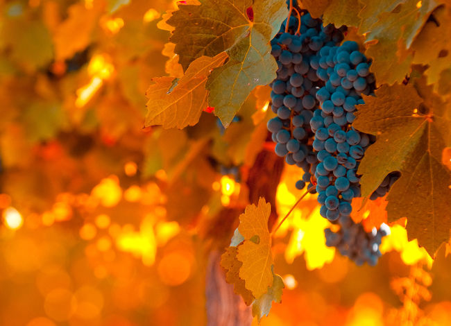  Que faire des raisins en octobre?