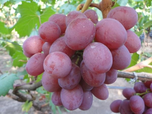  Diese Sorte ist nicht in der Wirkung von Erbsenbeeren enthalten