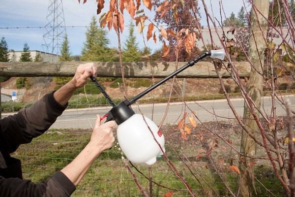  Chaque arbre reçoit une canopée avec une cible spécifique.