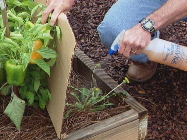  Der scharfe Geruch von Ammoniak dämpft Gartenschädlinge.