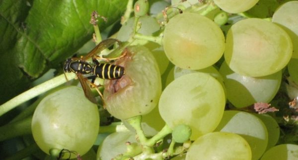  guêpes sur les raisins