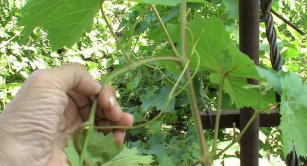  Chasing accélère la maturation des raisins