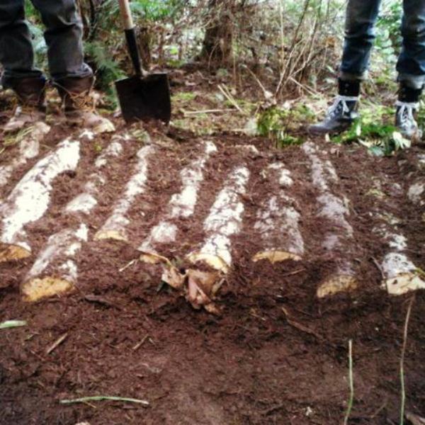  Wachsende Pilze auf Baumstämmen