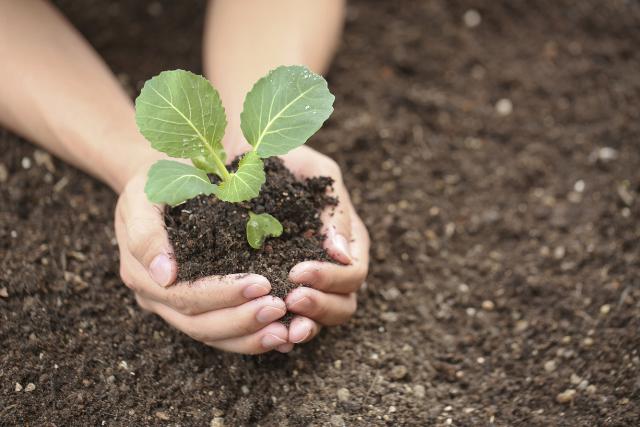  Planter des plants de chou