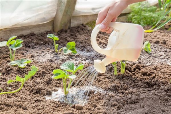  Bewässerung von Erdbeeren mit Wasser unter Zusatz von verarbeitetem Mist