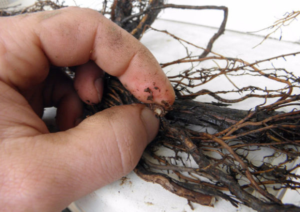  Maladie armillaire aux racines de la vigne