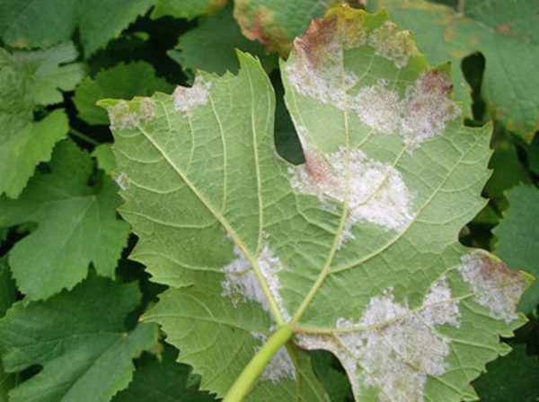  Feuilles atteintes de septoriose