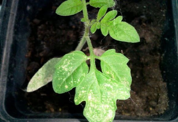  les feuilles deviennent blanches tomate