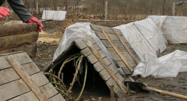  Shelter Trauben Haus