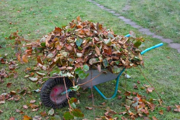  Feuilles mortes