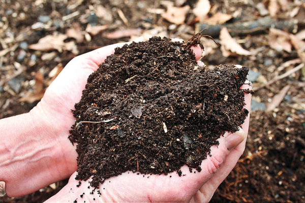  L'humus résultant des feuilles tombées