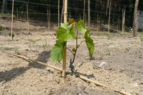  Semis de raisin juste plantés