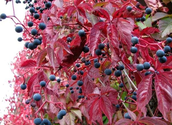  Les fruits des raisins de jeune fille sont non comestibles pour l'homme