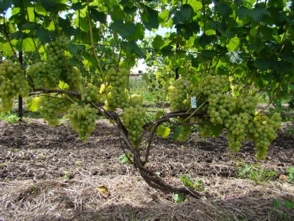  Vigne aux raisins mûrs Lora