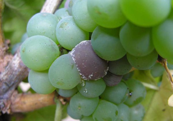  Les premiers symptômes de la pourriture de l'aspergillus sur le raisin