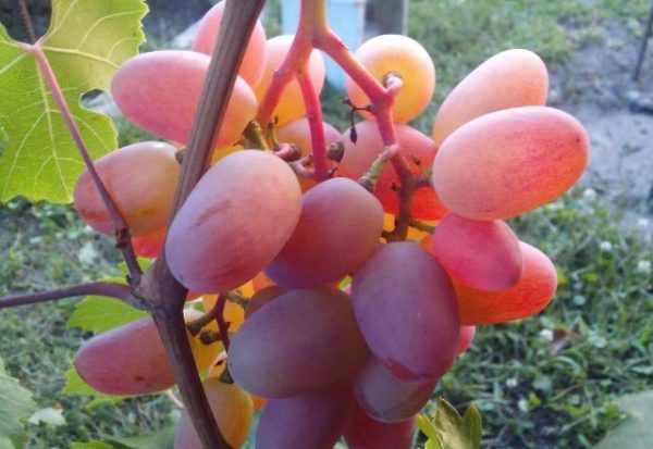  Transfiguration de raisin gros plan sur la vigne