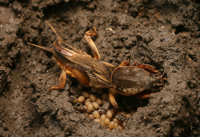  Medvedka dans le jardin