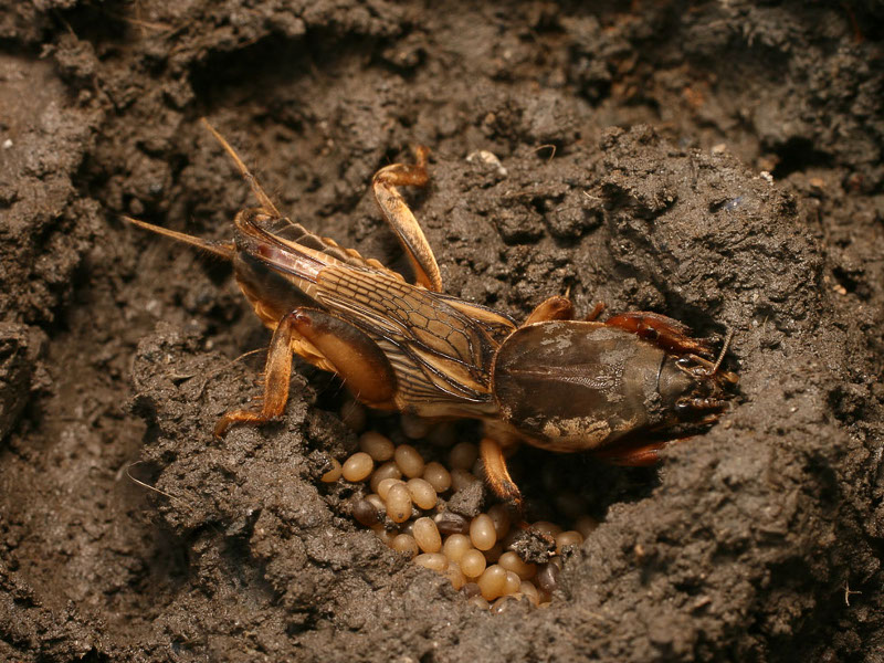  Medvedka dans le jardin