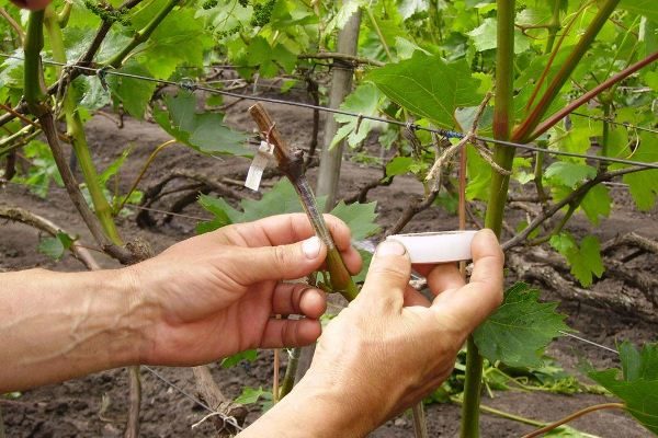  Traubenstecklinge pfropfen