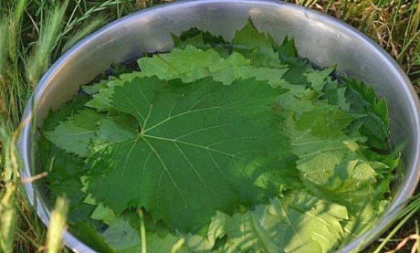  Trockene Konservierung der Weinblätter