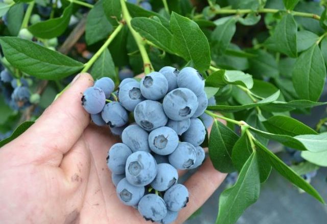  Nourrir les bleuets en automne