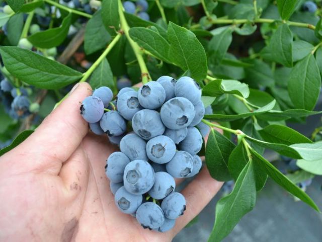  Nourrir les bleuets en automne