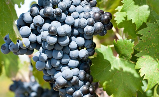  Variété de baies denses Mourvèdre