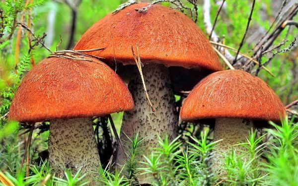  structure d'un champignon