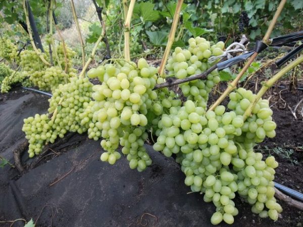  Arcadia-Trauben im Garten