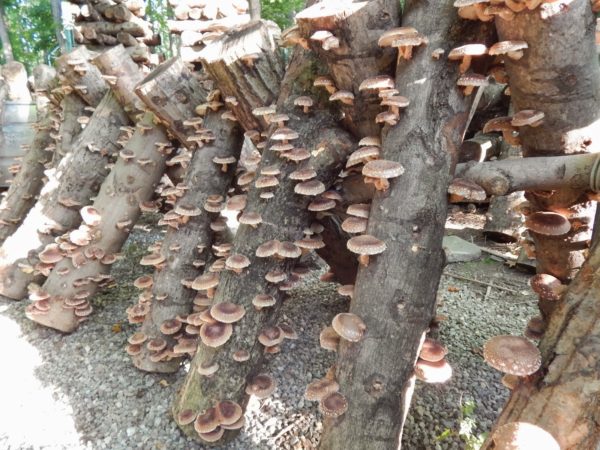  Cultiver des champignons sur des souches