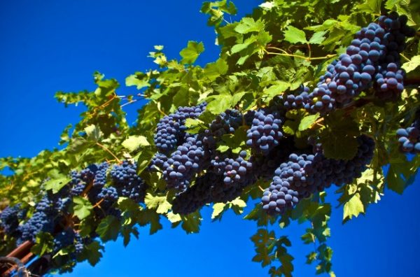  Raisins sur la vigne