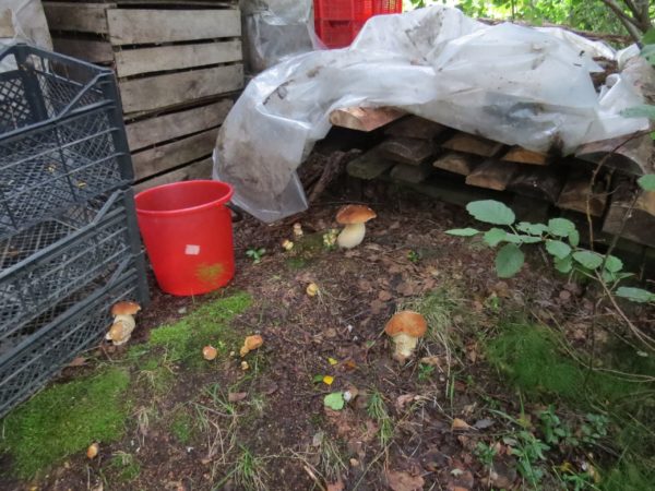  Pilze wachsen im Garten, wenn Sie den richtigen Ort wählen