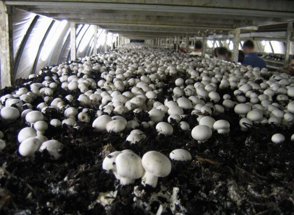  Cultiver des champignons en serre