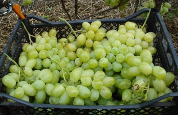  Raisins récoltés lora et prêt pour le transport