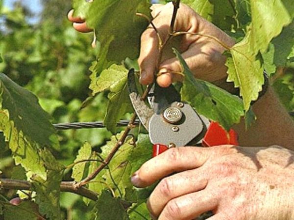  Pflege für junge Rebsorten Aleshenkin