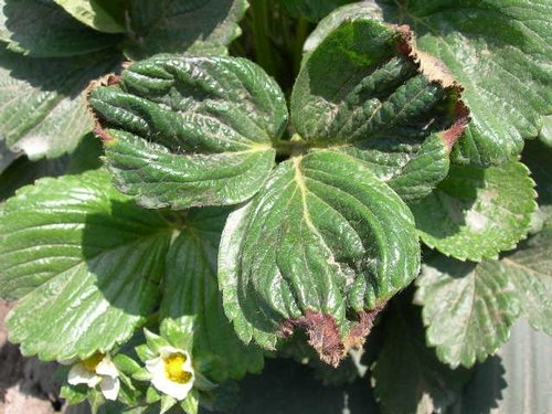  Le curl des feuilles peut indiquer une carence en potassium.