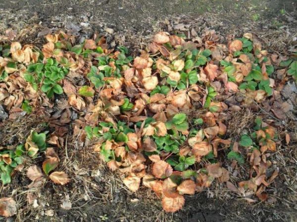  Feed für Erdbeeren