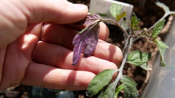  Feuilles pourpres sur des plants de tomates