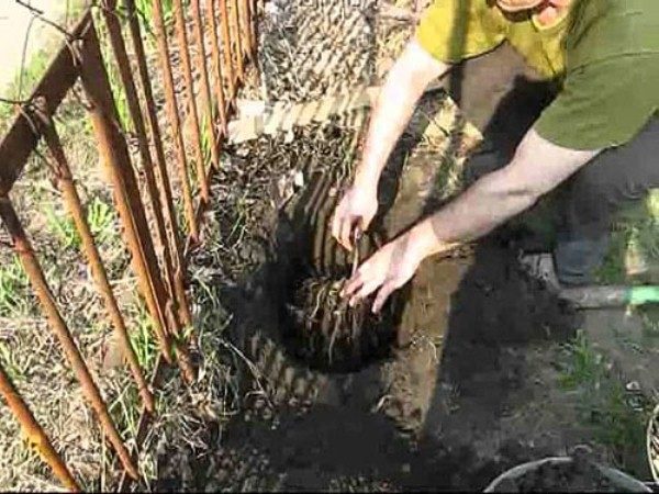  Pflanzentrauben können sowohl im Frühling als auch im Herbst hergestellt werden