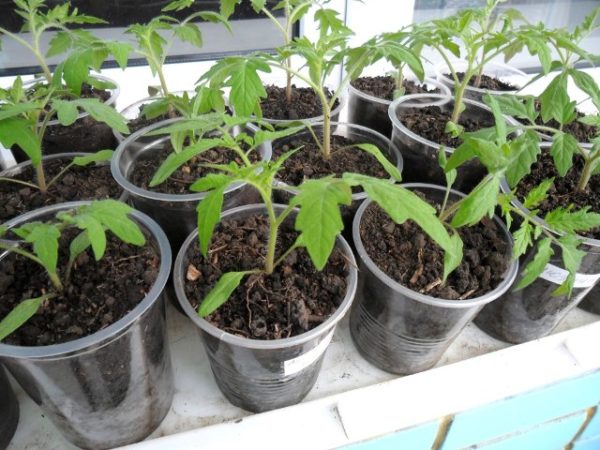  Semis de tomates sains