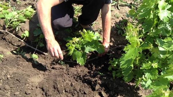  Reproduction des raisins par stratification