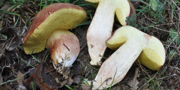  Chapeau champignon dans la coupe