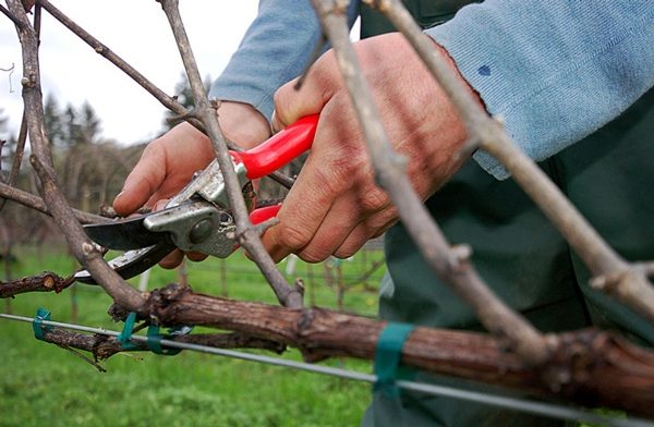  Trauben beschneiden Damenfinger sollten jährlich im Frühjahr gehalten werden