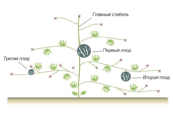  Schéma de formation de cils de citrouille