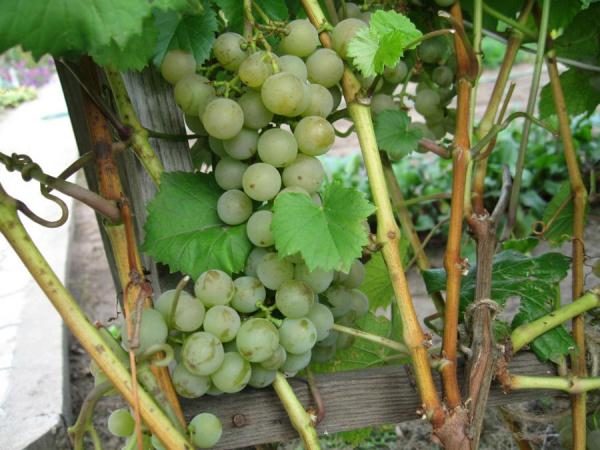  Rebsorte Muscat ungarisch