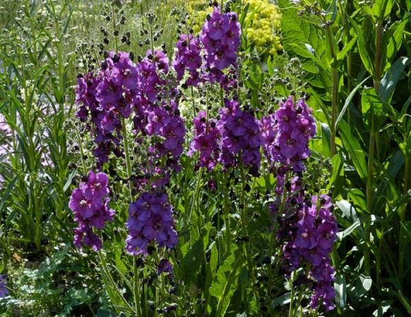  Purple Mullein