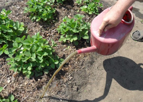  Bewässerung von Erdbeeren mit organischem Dünger