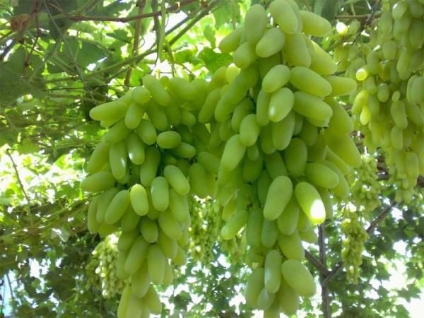  Traubengrad Lady Finger