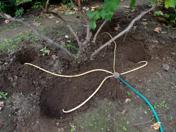  Trauben sollten nicht an der Wurzel gewässert werden, sondern in den Löchern um den Busch